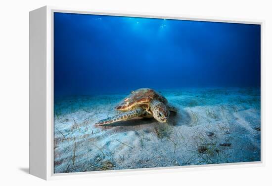 Green Turtle in the Blue-Barathieu Gabriel-Framed Premier Image Canvas