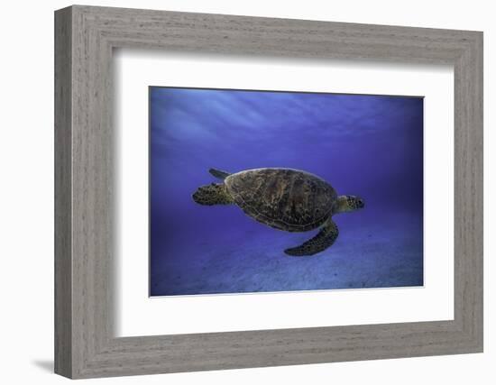 Green Turtle in the Blue-Barathieu Gabriel-Framed Photographic Print