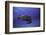 Green Turtle in the Blue-Barathieu Gabriel-Framed Photographic Print