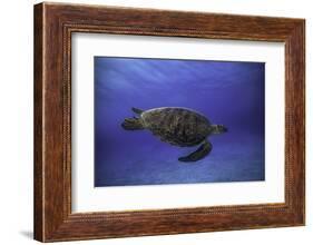 Green Turtle in the Blue-Barathieu Gabriel-Framed Photographic Print