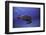 Green Turtle in the Blue-Barathieu Gabriel-Framed Photographic Print