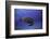 Green Turtle in the Blue-Barathieu Gabriel-Framed Photographic Print