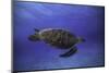 Green Turtle in the Blue-Barathieu Gabriel-Mounted Photographic Print