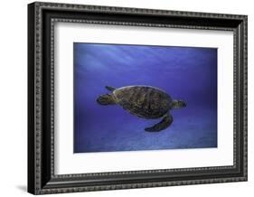 Green Turtle in the Blue-Barathieu Gabriel-Framed Photographic Print