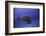 Green Turtle in the Blue-Barathieu Gabriel-Framed Photographic Print