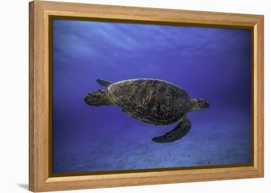 Green Turtle in the Blue-Barathieu Gabriel-Framed Premier Image Canvas