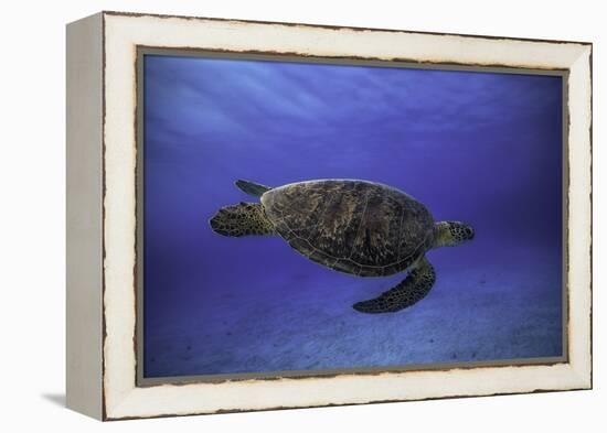 Green Turtle in the Blue-Barathieu Gabriel-Framed Premier Image Canvas