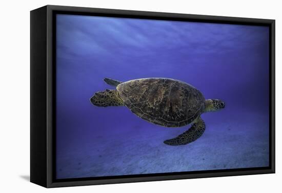 Green Turtle in the Blue-Barathieu Gabriel-Framed Premier Image Canvas