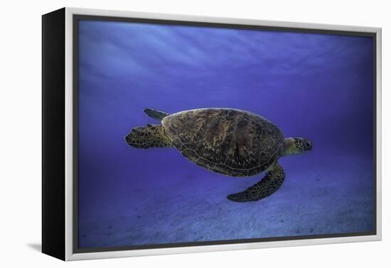 Green Turtle in the Blue-Barathieu Gabriel-Framed Premier Image Canvas