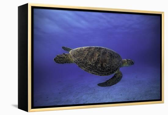 Green Turtle in the Blue-Barathieu Gabriel-Framed Premier Image Canvas