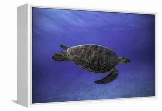 Green Turtle in the Blue-Barathieu Gabriel-Framed Premier Image Canvas