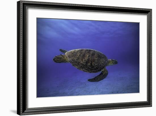 Green Turtle in the Blue-Barathieu Gabriel-Framed Photographic Print