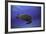 Green Turtle in the Blue-Barathieu Gabriel-Framed Photographic Print