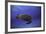 Green Turtle in the Blue-Barathieu Gabriel-Framed Photographic Print