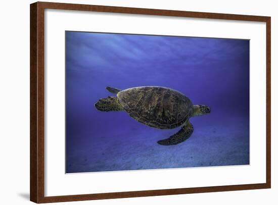 Green Turtle in the Blue-Barathieu Gabriel-Framed Photographic Print