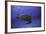 Green Turtle in the Blue-Barathieu Gabriel-Framed Photographic Print