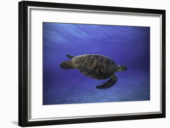 Green Turtle in the Blue-Barathieu Gabriel-Framed Photographic Print