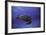 Green Turtle in the Blue-Barathieu Gabriel-Framed Photographic Print