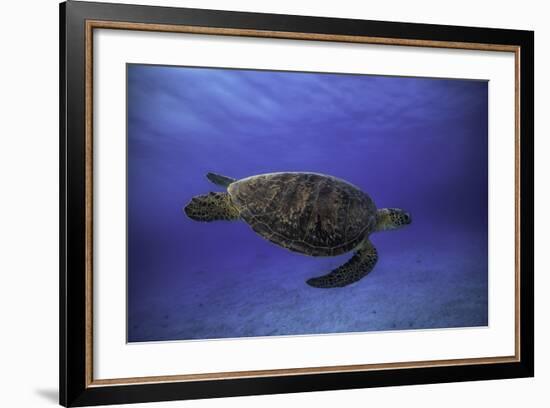 Green Turtle in the Blue-Barathieu Gabriel-Framed Photographic Print