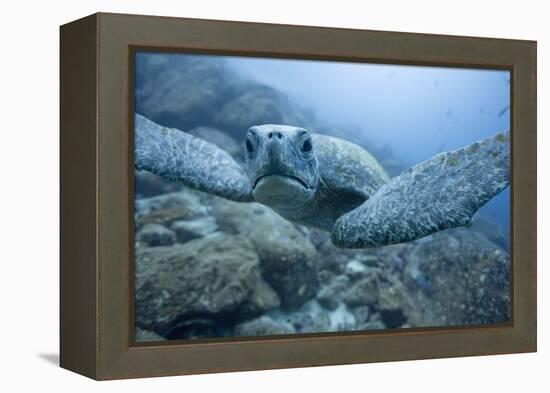 Green Turtle in the Galapagos Islands-null-Framed Premier Image Canvas