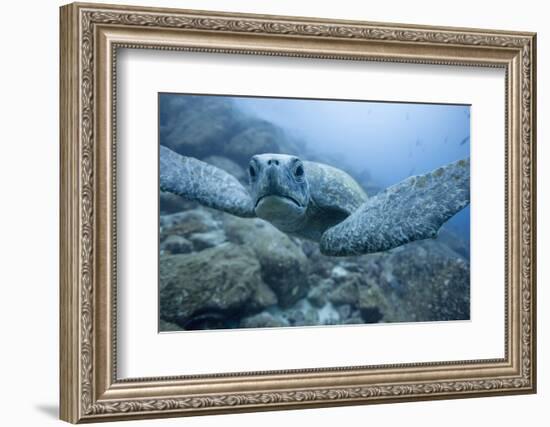 Green Turtle in the Galapagos Islands-null-Framed Photographic Print