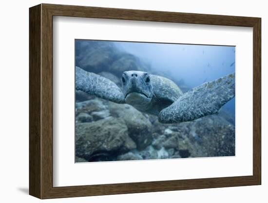 Green Turtle in the Galapagos Islands-null-Framed Photographic Print