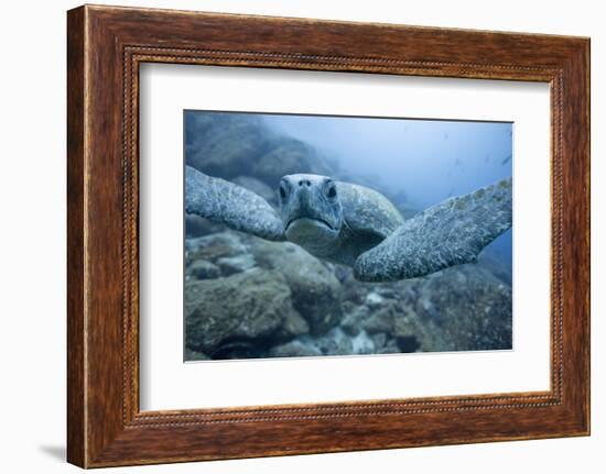 Green Turtle in the Galapagos Islands-null-Framed Photographic Print