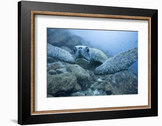 Green Turtle in the Galapagos Islands-null-Framed Photographic Print