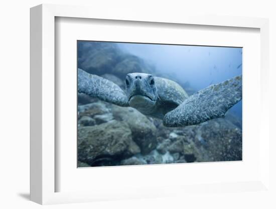 Green Turtle in the Galapagos Islands-null-Framed Photographic Print