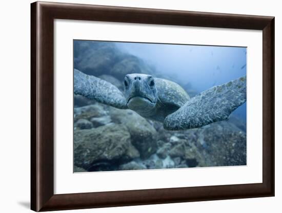 Green Turtle in the Galapagos Islands-null-Framed Photographic Print