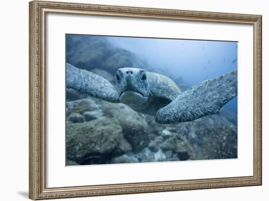 Green Turtle in the Galapagos Islands-null-Framed Photographic Print