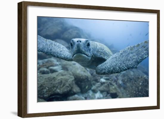 Green Turtle in the Galapagos Islands-null-Framed Photographic Print