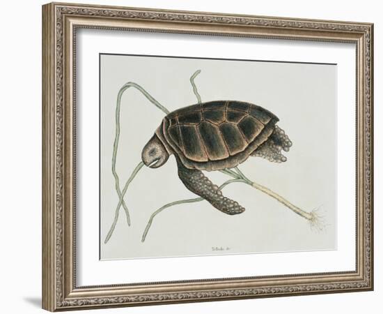 Green Turtle Natural History of Carolina, Florida and Bahamas-Mark Catesby-Framed Giclee Print