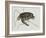 Green Turtle Natural History of Carolina, Florida and Bahamas-Mark Catesby-Framed Giclee Print