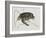 Green Turtle Natural History of Carolina, Florida and Bahamas-Mark Catesby-Framed Giclee Print