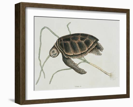 Green Turtle Natural History of Carolina, Florida and Bahamas-Mark Catesby-Framed Giclee Print