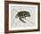 Green Turtle Natural History of Carolina, Florida and Bahamas-Mark Catesby-Framed Giclee Print