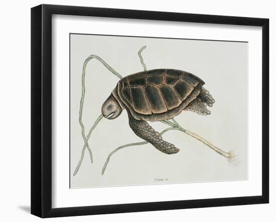 Green Turtle Natural History of Carolina, Florida and Bahamas-Mark Catesby-Framed Giclee Print