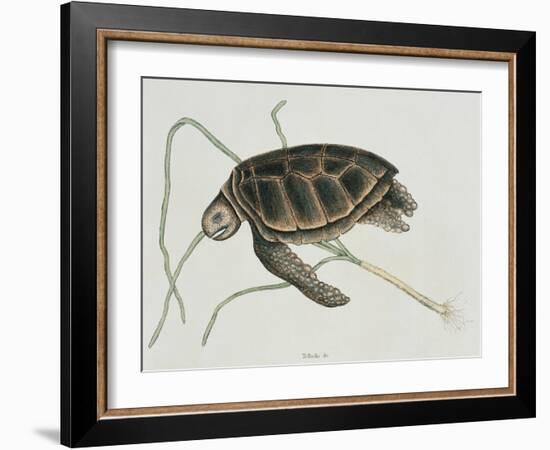 Green Turtle Natural History of Carolina, Florida and Bahamas-Mark Catesby-Framed Giclee Print