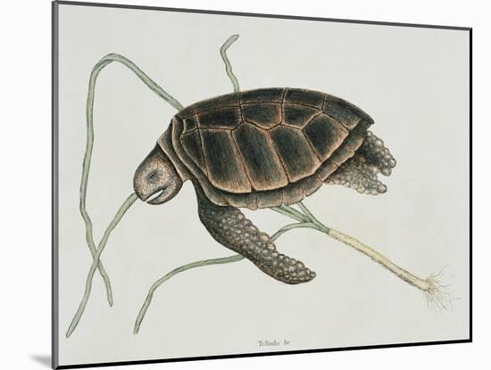 Green Turtle Natural History of Carolina, Florida and Bahamas-Mark Catesby-Mounted Giclee Print