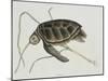 Green Turtle Natural History of Carolina, Florida and Bahamas-Mark Catesby-Mounted Giclee Print