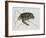 Green Turtle Natural History of Carolina, Florida and Bahamas-Mark Catesby-Framed Giclee Print
