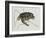 Green Turtle Natural History of Carolina, Florida and Bahamas-Mark Catesby-Framed Giclee Print