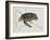 Green Turtle Natural History of Carolina, Florida and Bahamas-Mark Catesby-Framed Giclee Print