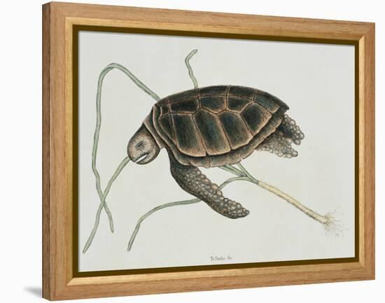 Green Turtle Natural History of Carolina, Florida and Bahamas-Mark Catesby-Framed Premier Image Canvas