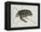 Green Turtle Natural History of Carolina, Florida and Bahamas-Mark Catesby-Framed Premier Image Canvas