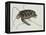 Green Turtle Natural History of Carolina, Florida and Bahamas-Mark Catesby-Framed Premier Image Canvas