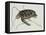 Green Turtle Natural History of Carolina, Florida and Bahamas-Mark Catesby-Framed Premier Image Canvas