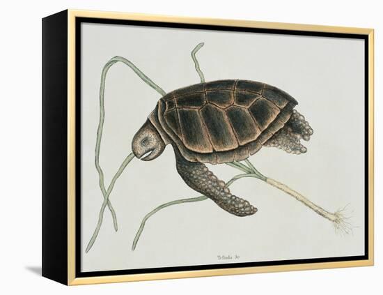 Green Turtle Natural History of Carolina, Florida and Bahamas-Mark Catesby-Framed Premier Image Canvas