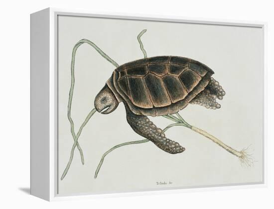 Green Turtle Natural History of Carolina, Florida and Bahamas-Mark Catesby-Framed Premier Image Canvas